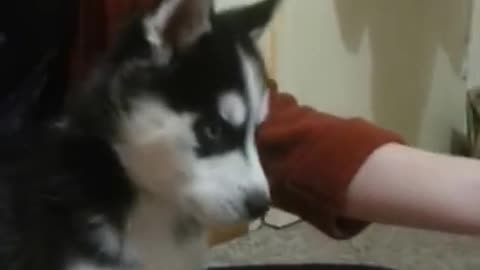 Siberian Husky puppy howling up a storm !