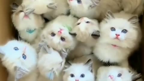 Cute cats in cotton box