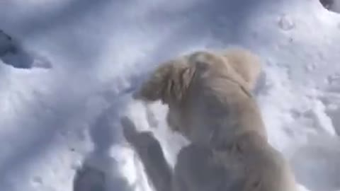 funny golden retriever trying to bite snow