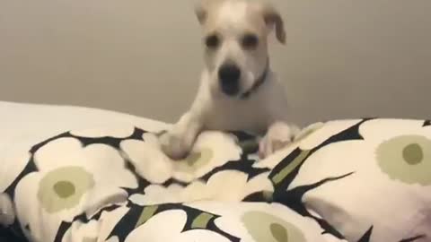 Small dog falls off pillow