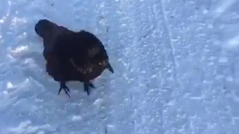 Pet Crow Plays With Snowballs