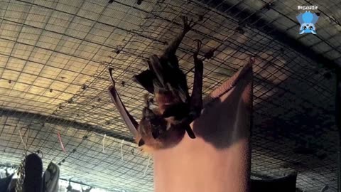 Rescued baby flying-fox in care, day 4 Hopscotch with Maggie.mp4