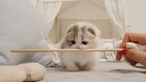 Cute kitten