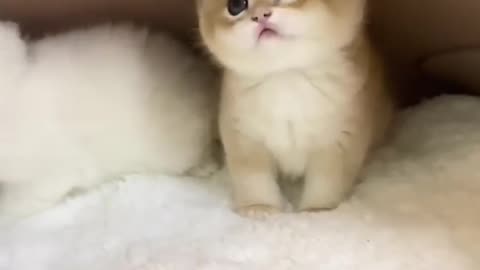 Cute cat Video.Pets Lover