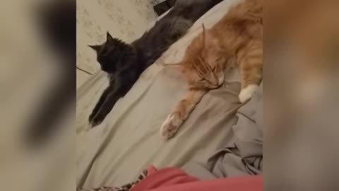 Maine Coons are resting on the bed