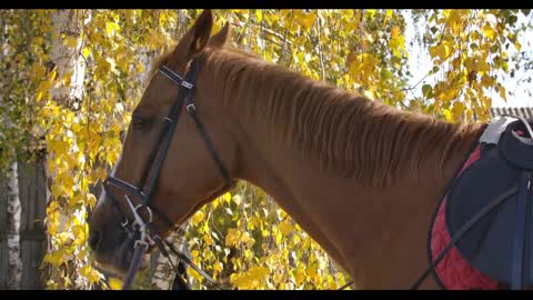 Graceful brown horse with white facial markings eating yellow leaves from the tree