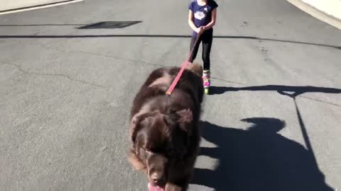 Perro enorme no tiene problema en llevar a su pequeña humana a patinar