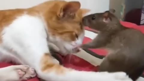 cat and mouse friendship