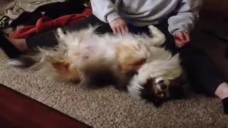 Sheltie Loves Grooming!