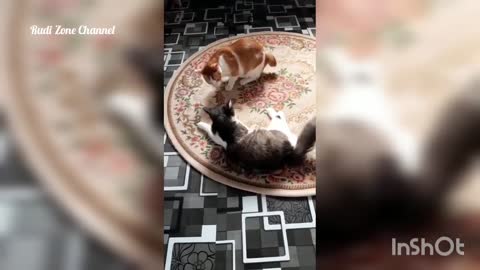 Cute and funny cats compliations