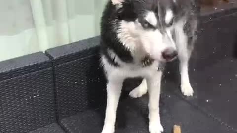 Determined Husky goes up against the garden hose!