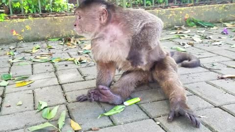 Monkey lights his hair on fire with a lighter