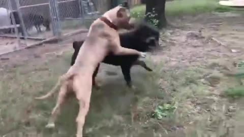 2 Dogs Fighting - German Rottweiler VS Pitbull