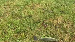 Bogart the Cardigan Welsh Corgi plays with fish