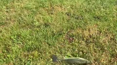 Bogart the Cardigan Welsh Corgi plays with fish