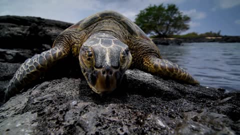 10 Of The Oldest Living Creatures