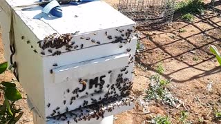 bee swar on my orange tree