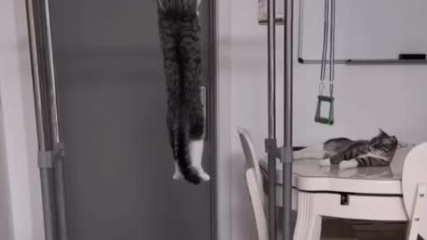 Cat performs push-ups