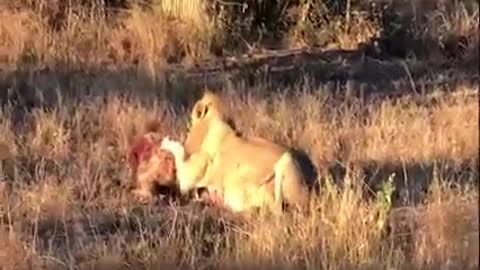 Lion attacks the hyena