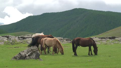 Horses grazing in the plain