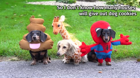 HALLOWEEN MISCHIEF - Cute & Funny Wiener Dogs Go Trick or Treating!