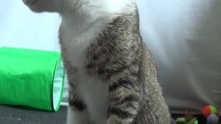 Cat Being Cute ASMR 1