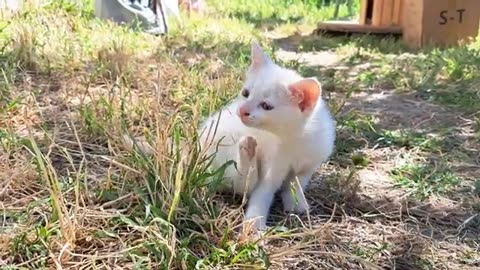 Mother caresses her kittens 🥰 Little kittens are playing.