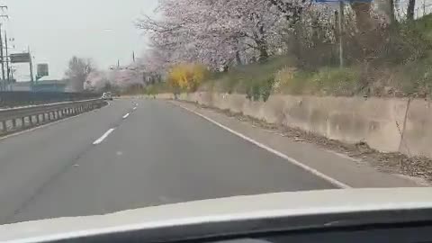 Korean spring cherry blossoms