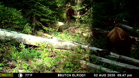 Cinnamon Bear First Visit