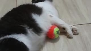 playful cat