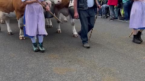 Alpine Cow Parade In Switzerland