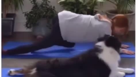 Watch this funny video of a dog doing yoga