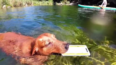 Golden Retriever or Goldfish 😱😱😱