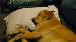 Waking up a thankful doggo having a nightmare.