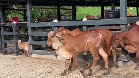 Donadoras productoras los mejores embriones hijos de lso mejores toros productores