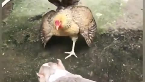 Amazing Cute Dog fight with hen...