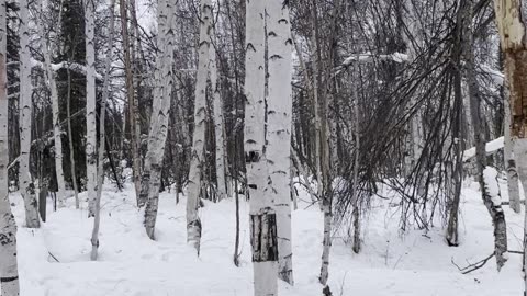 Birch Forest Trekking Tour in Fairbanks, Alaska in March 2024