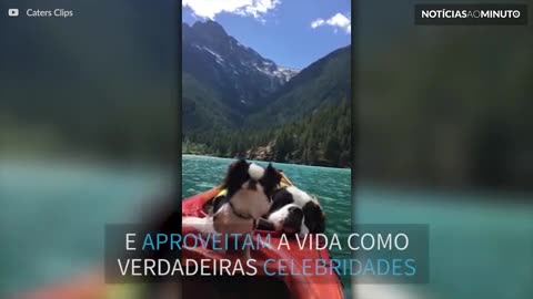 Cães relaxam em paisagem paradisíaca