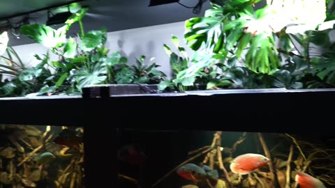 OG Big Cichlid Meet the New Blood Amazon Cichlid, Peacock Bass & Catfish!