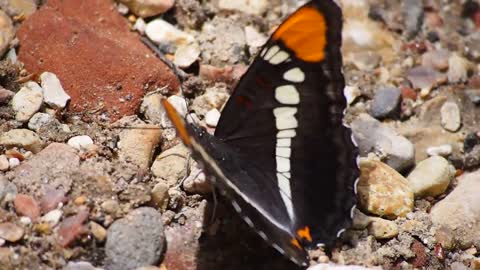 Beautiful Butterfly Wings Insect Nature