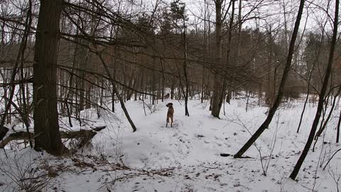 Racing Chasing Ridgebacks 2_13_2021