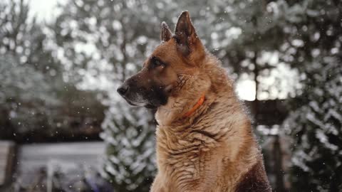 Cutey Dog enjoying the Snow rain