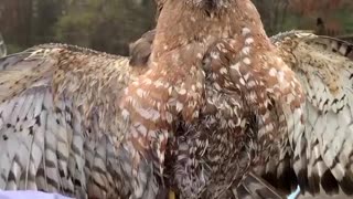 Lady Rescues a Hawk Stuck in Her Pool