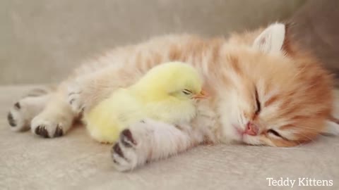 The kitten sleeps sweetly with a baby chick 🐥