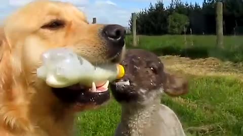 🐶 🍼 feeds orphaned 🐑.