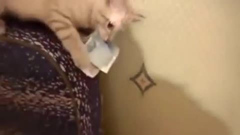 money stealing cat 🐈 funny action//