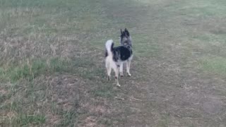 Pomsky guard duty