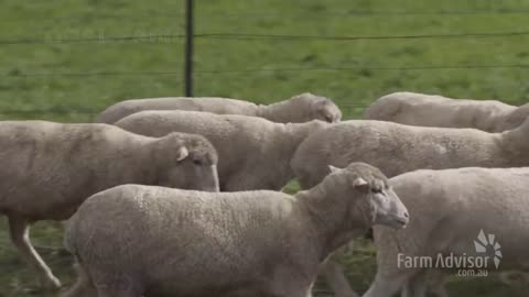 Learn Sheep Farming