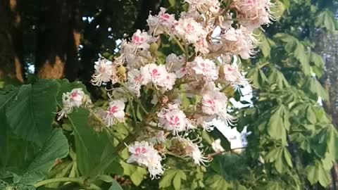 Flouwering chestnut in the sunset.