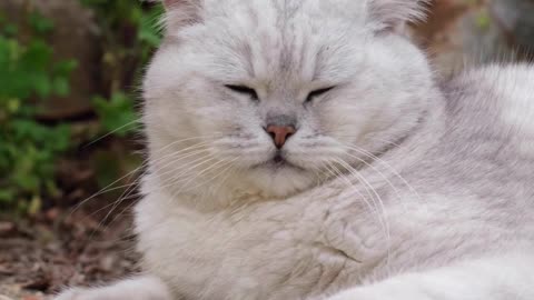 British Shorthair Cat in the Garden #shorts